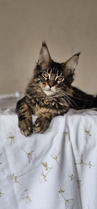 Девочка мейн кун