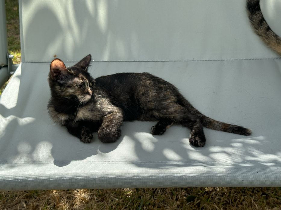 2 gatas bebés (3 meses) para adopção urgente