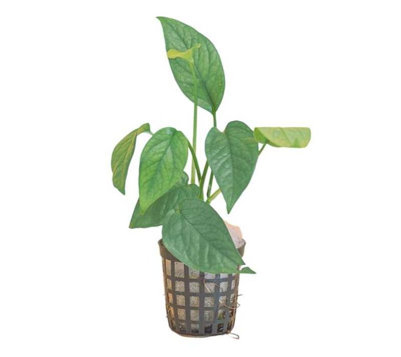 Pack de plantas pothos 3x (Epipremnum) Terrários répteis Paludários