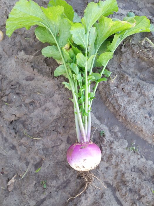 Rzepa Nasiona, ścierniskowa pastewna pasza poplon kiełki