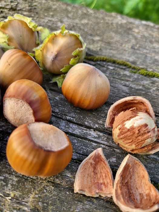 Orzechy laskowe łuskane 500 g