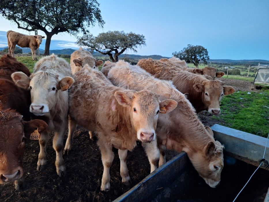 Vitelos cx de limousine e charoles.