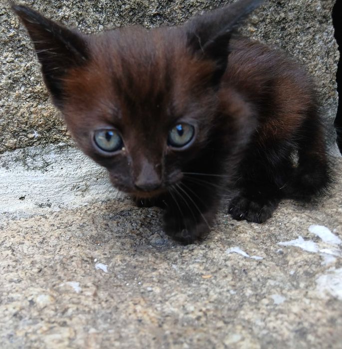 Da se gatinhos bebes