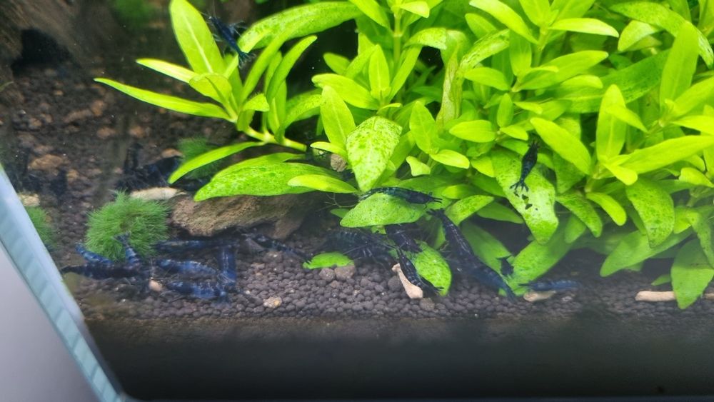 Krewetka Neocaridina Blue Velvet