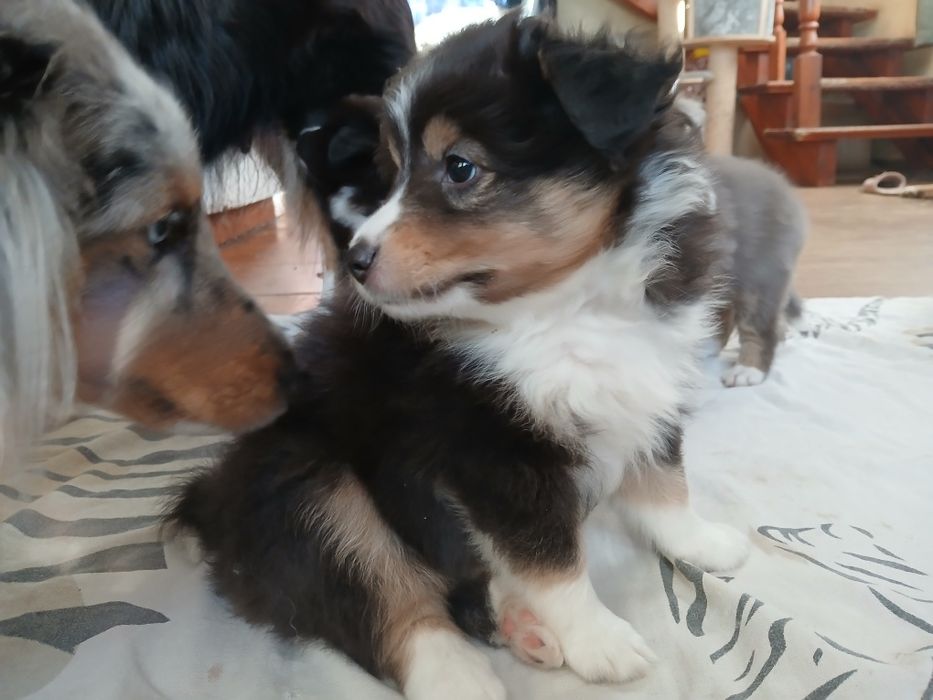 Owczarek szetlandzki piesek  tricolor.