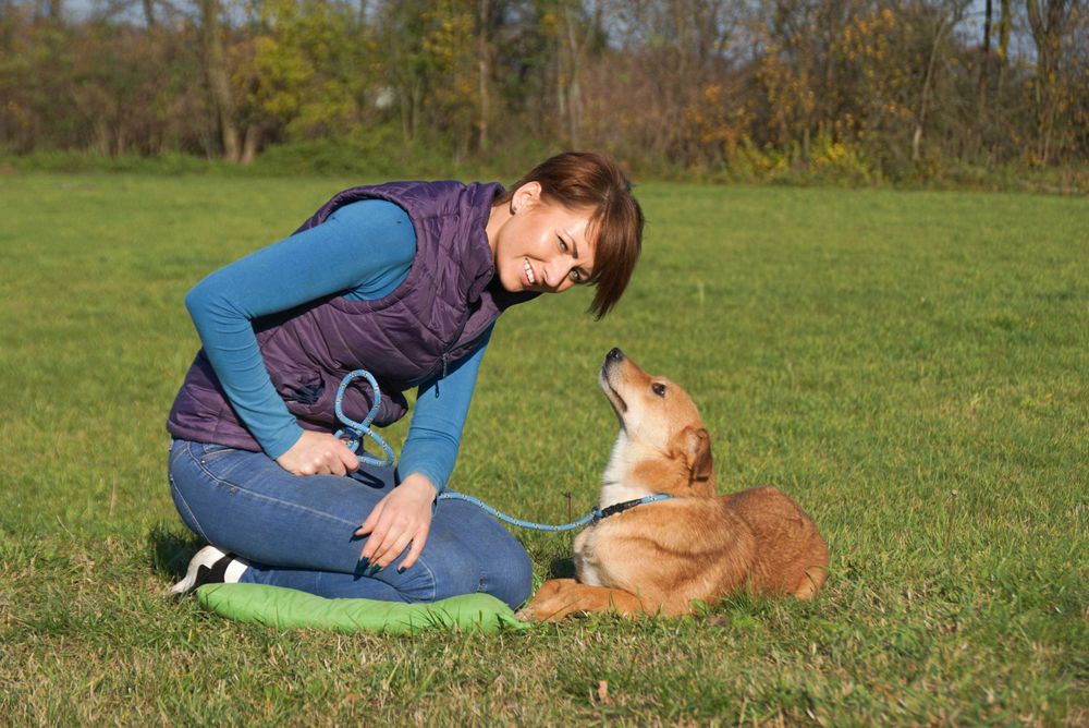 Foksik - rudy psiak czeka na dom