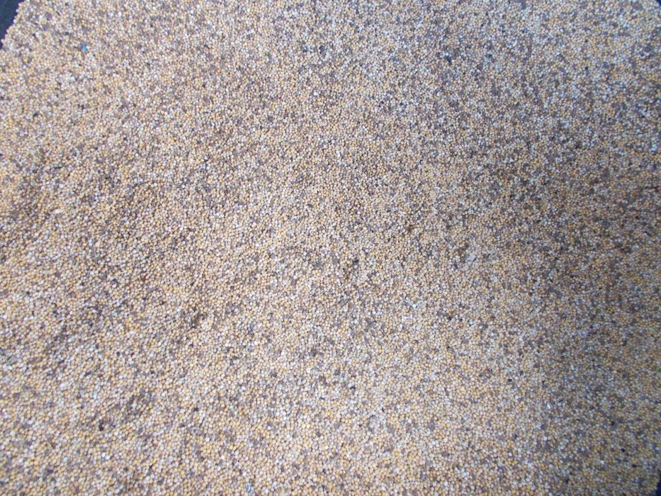 Facelia , Gorczyca