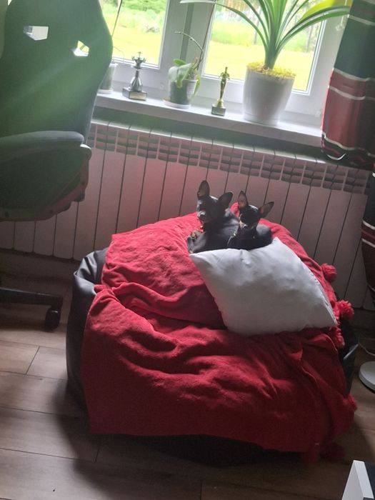 3 miesieczna Mufinka sunia ratlerek pinczer miniaturka