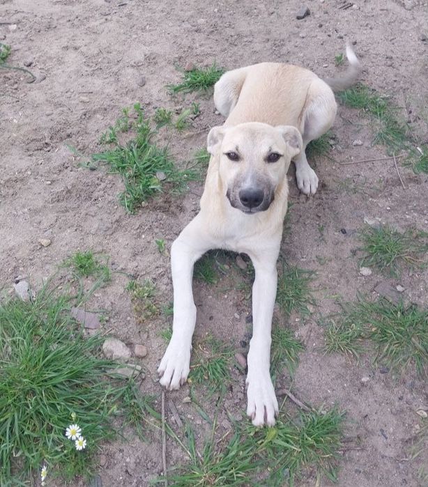 Отдам даром в добрые руки собачку