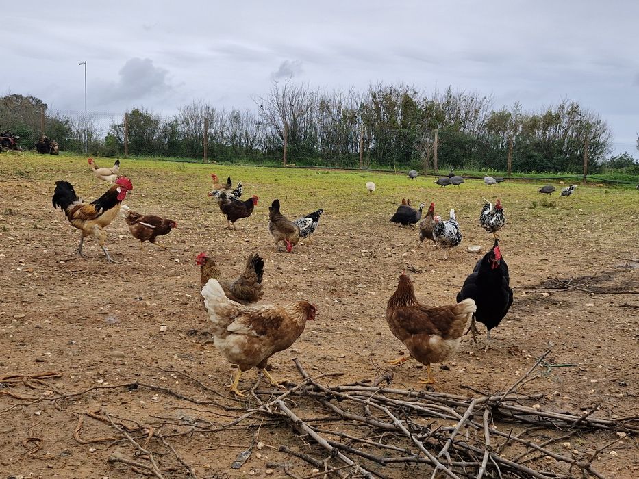 Ovos Caseiros do Dia