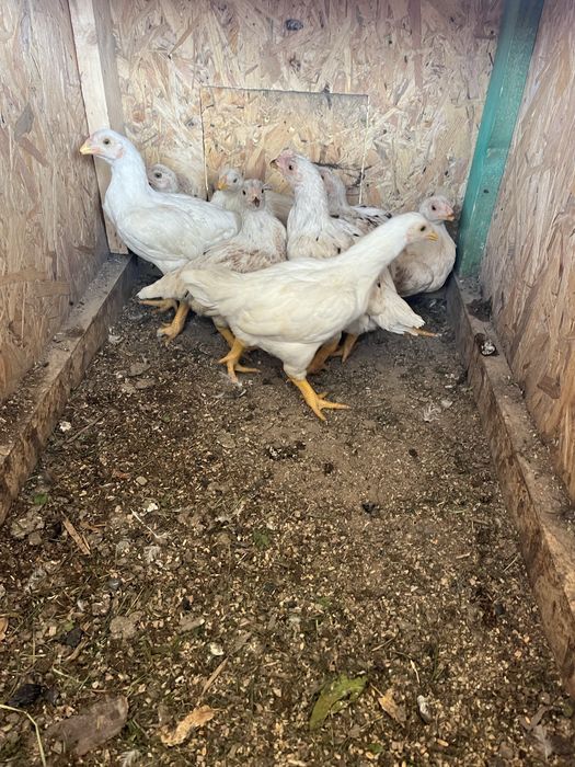 Продам когутів  13 місяці