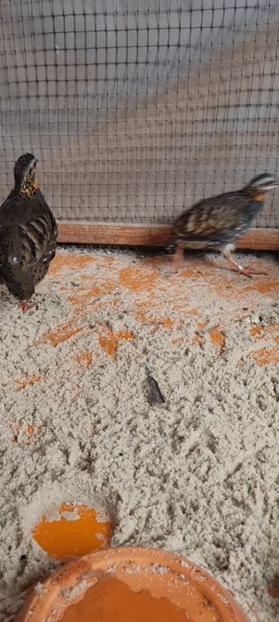 Arboarborophila Rufogularis