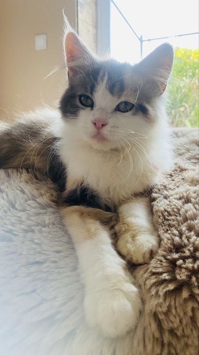 Gatinho amarelo macho e gatinha femea