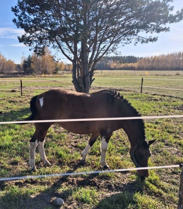 Klacz huculska, 7 letnia.