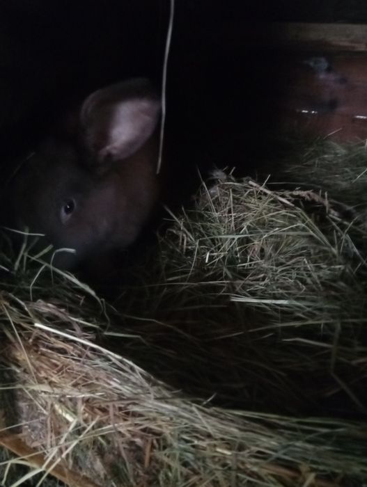 Młode kroliki mieszance