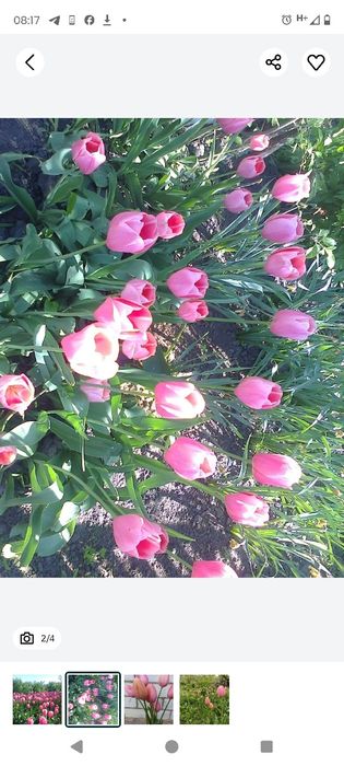 Рожеві перламутрові тюльпани Дарвін