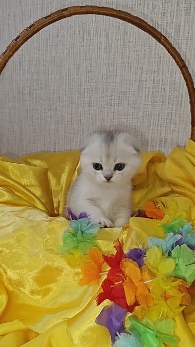 Вислоухие серебристые шиншиллы