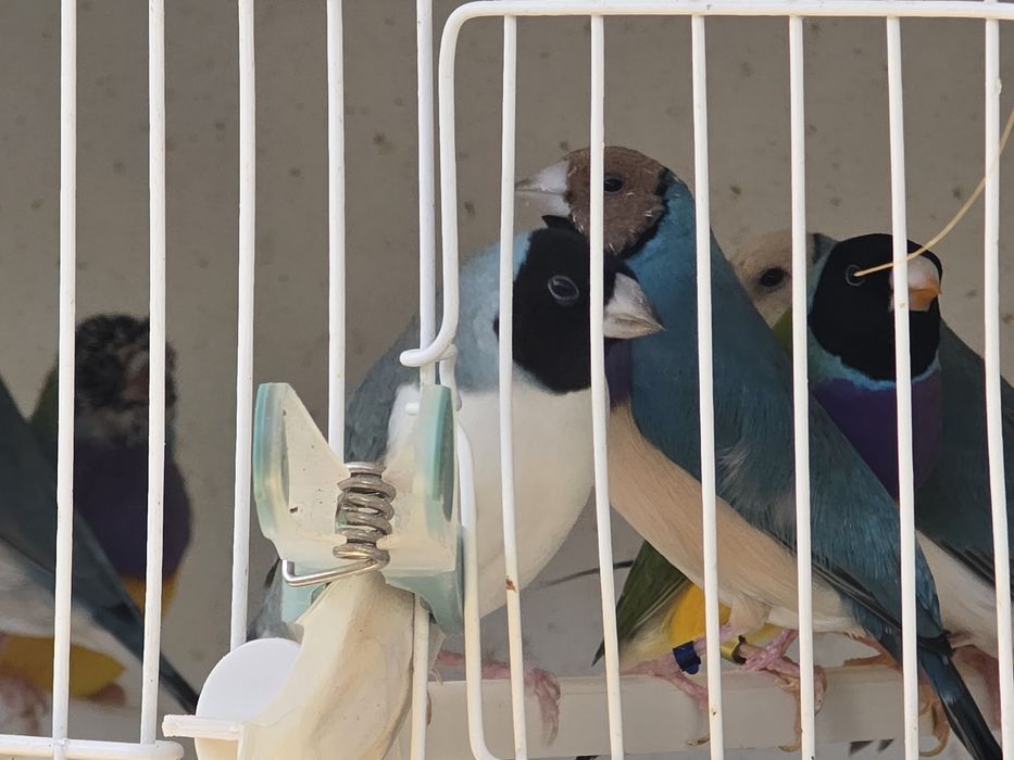 Diamante de Gould para ceder