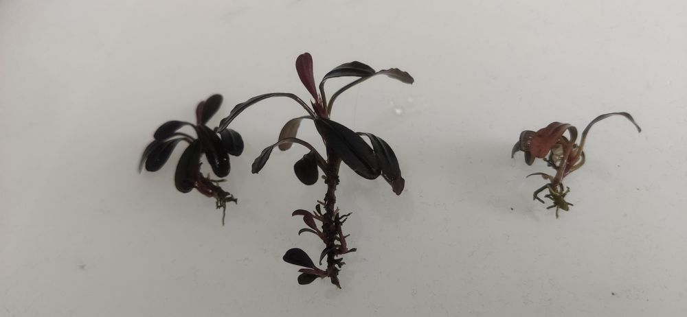 Bucephalandra Sp. Paris