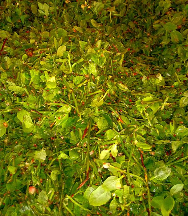 Корм для кроликів, шиншил, морських свинок - дикоросла чорниця