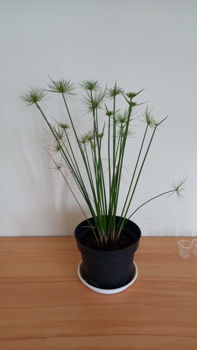 Sprzedam papirusy