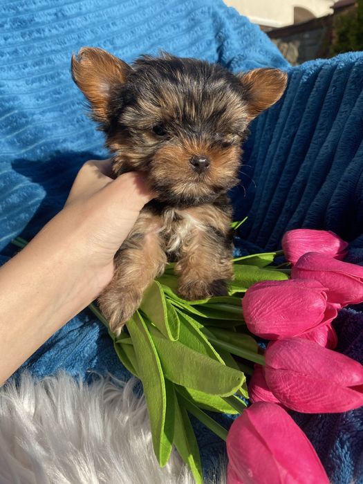 Йорки чистокровні міні