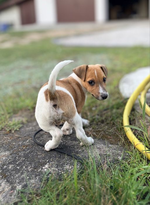 Jack Russell Terrier