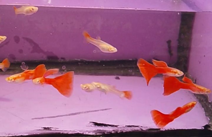 Gupik full red albino