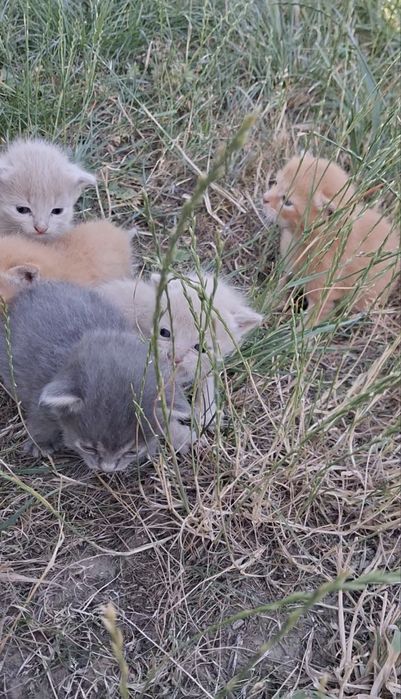 Котики шукають батьків