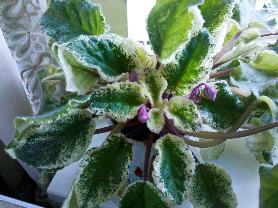 Фиалки цветущие (сенполии)