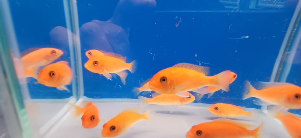 Pyszczaki Maylandia estherae red red