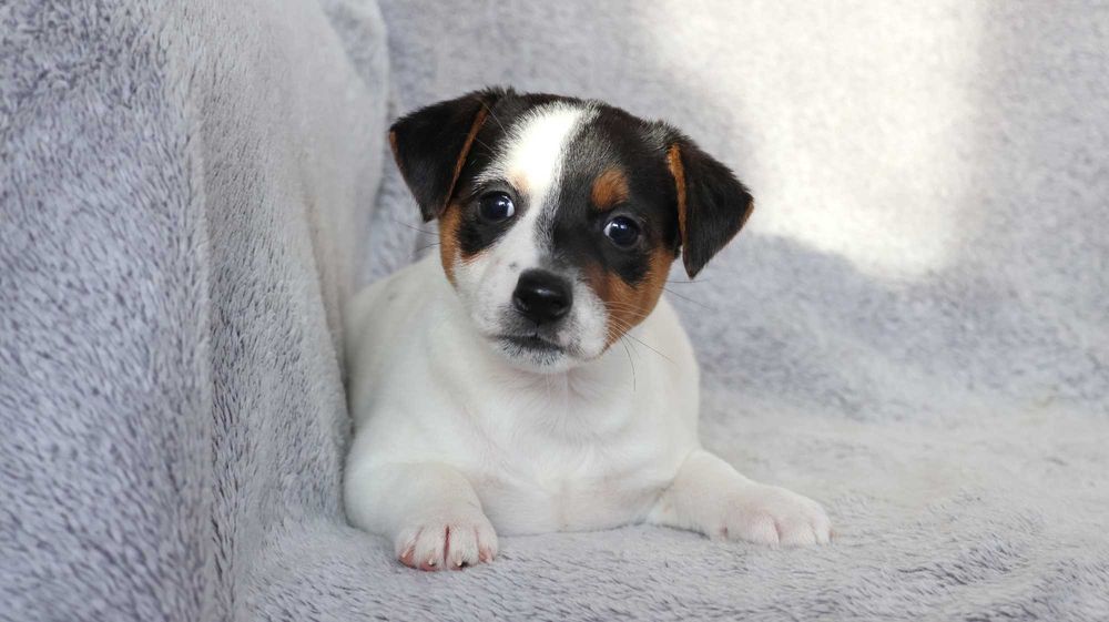 Nietuzinkowa suczka Jack Russell Terrier /hodowla BREFIO