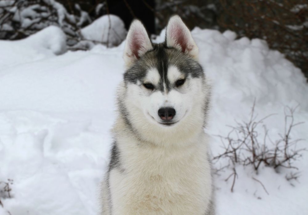 Siberian Husky ZKwP