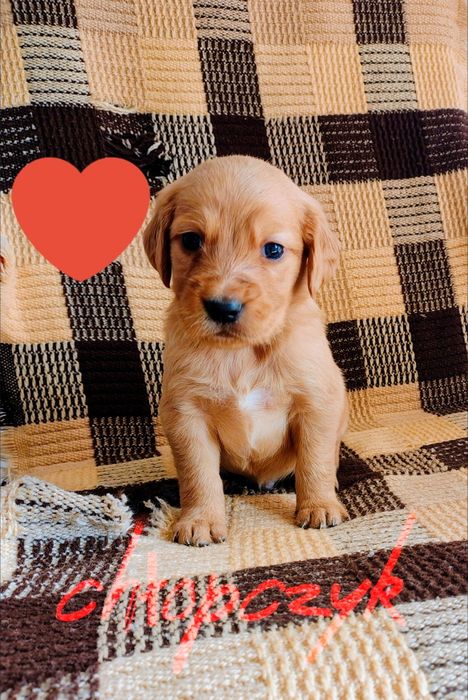 Golden retriever chłopczyk