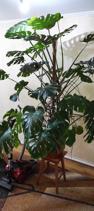 Монстера делікатесна.