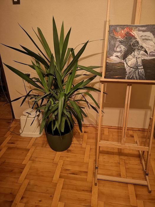 Roślina tropikalna - Yucca