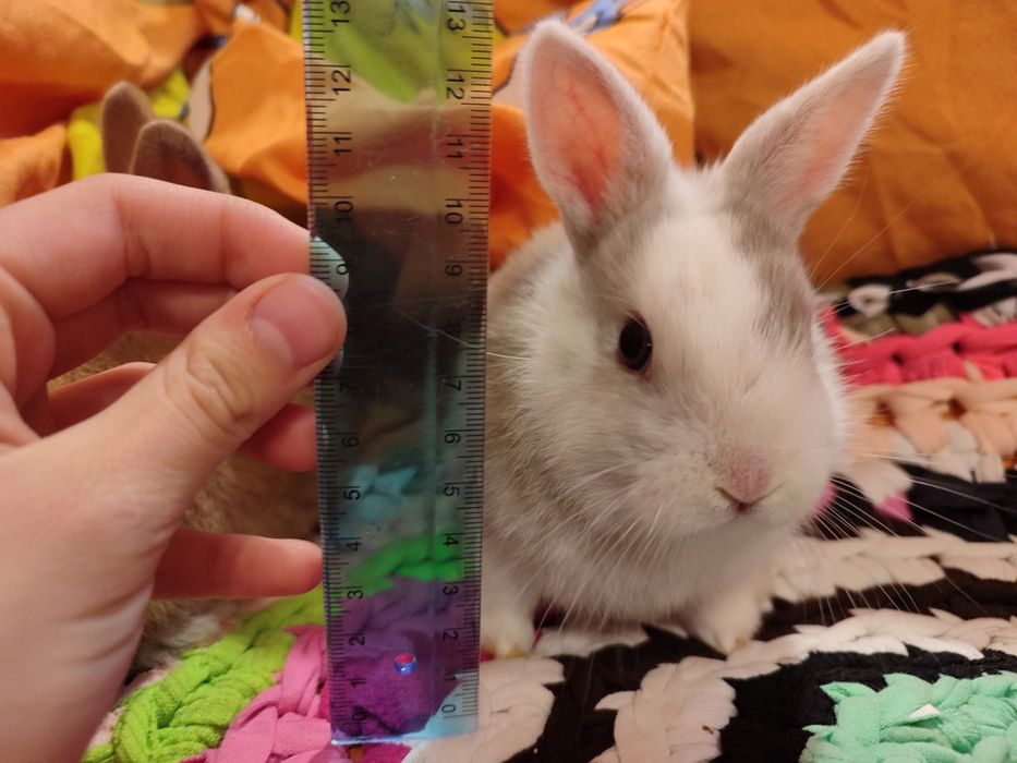 Декоративні кролики,голландські