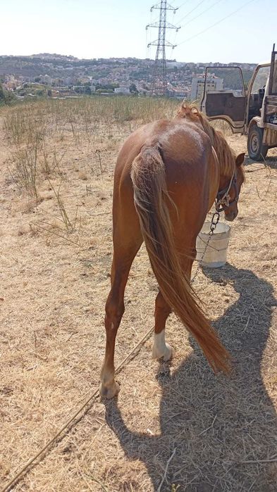 Vendo cavalo garrano inteiro