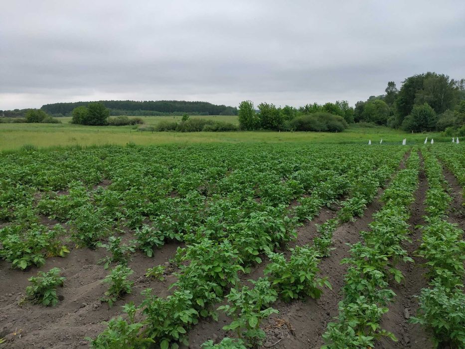 Продам Будинок в селі Дриглів