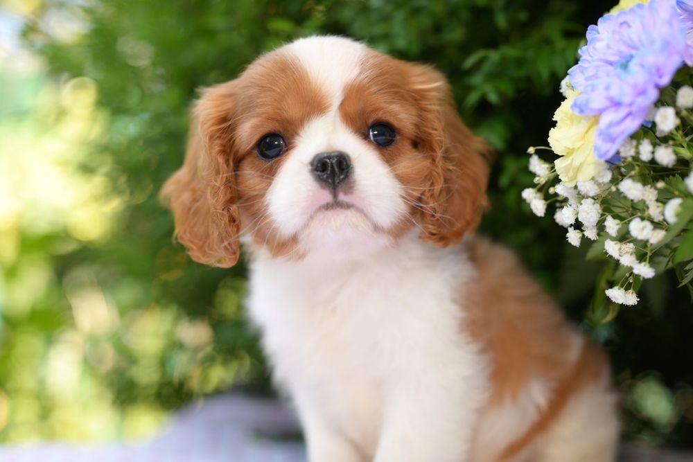 Розкішний хлопчик кавалер кінг чарльз спаніель.