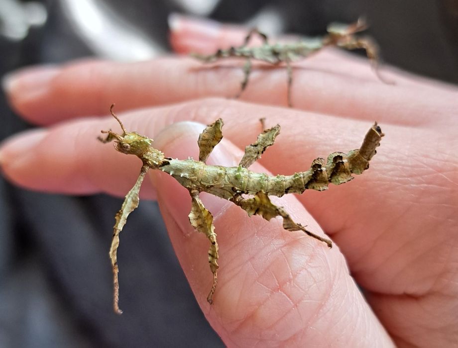 Straszyk australijski / Extatosoma tiaratum