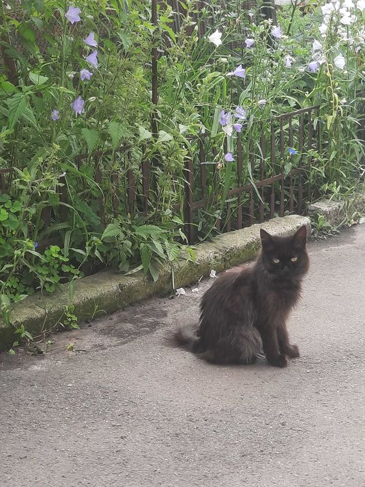 Котики шукають родину