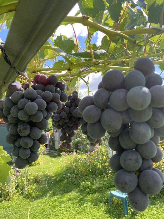 Черенки винограда