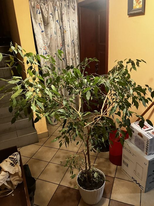 Kwiatek Fikus Benjamina