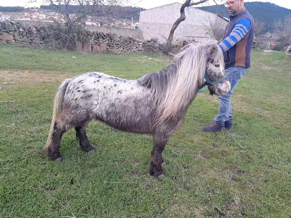 Ponei inteiro para venda