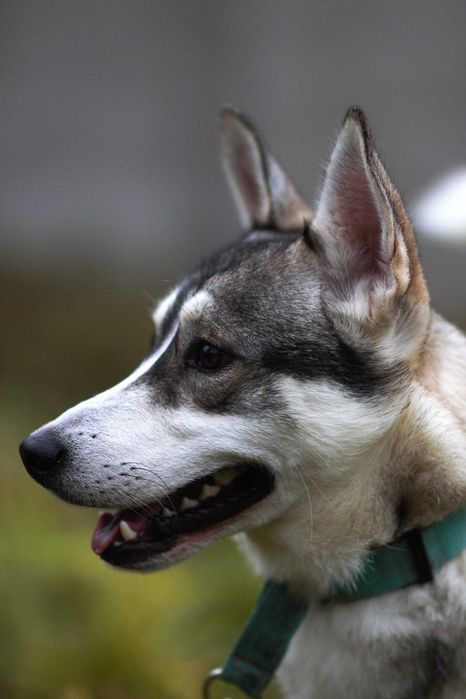 Adoptuj psa północy, piękne suczki i psy husky szukają domów