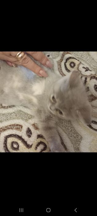Шотландские котята
