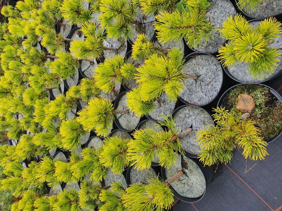 Сосна горная  и много других видов