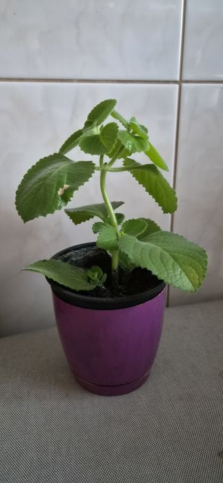 Mięta meksykańska sadzonka oregano kubańskie mieta