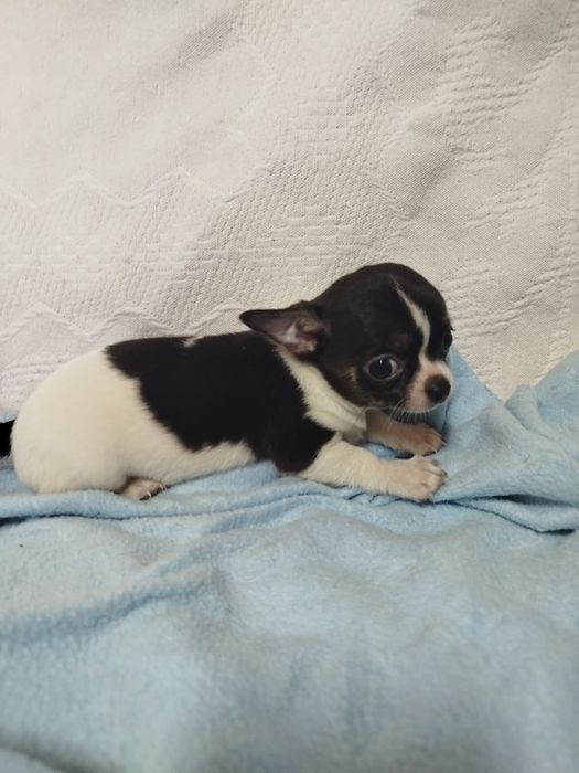 Chihuahua Fêmea pelo curto